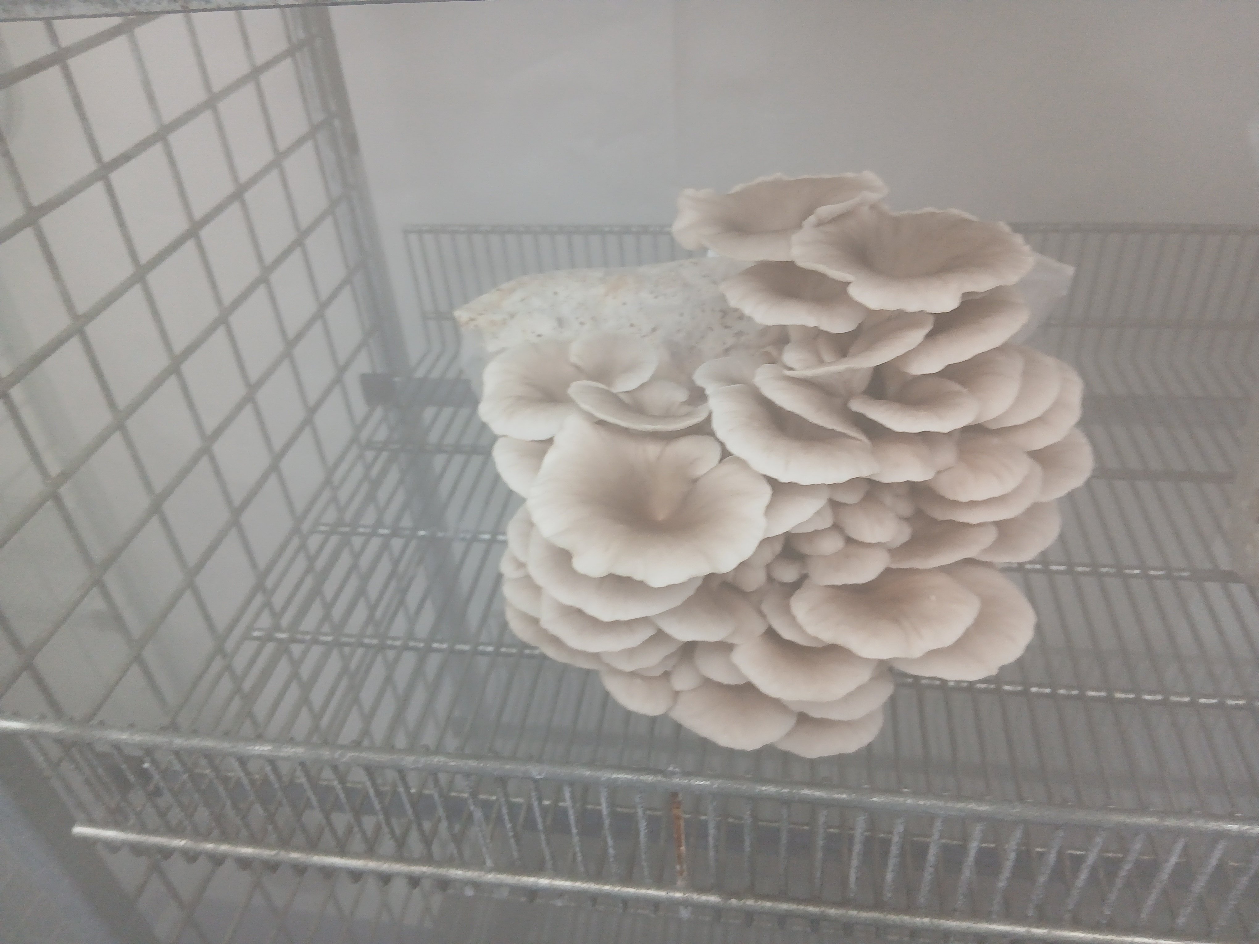 Fresh Oyster Mushrooms