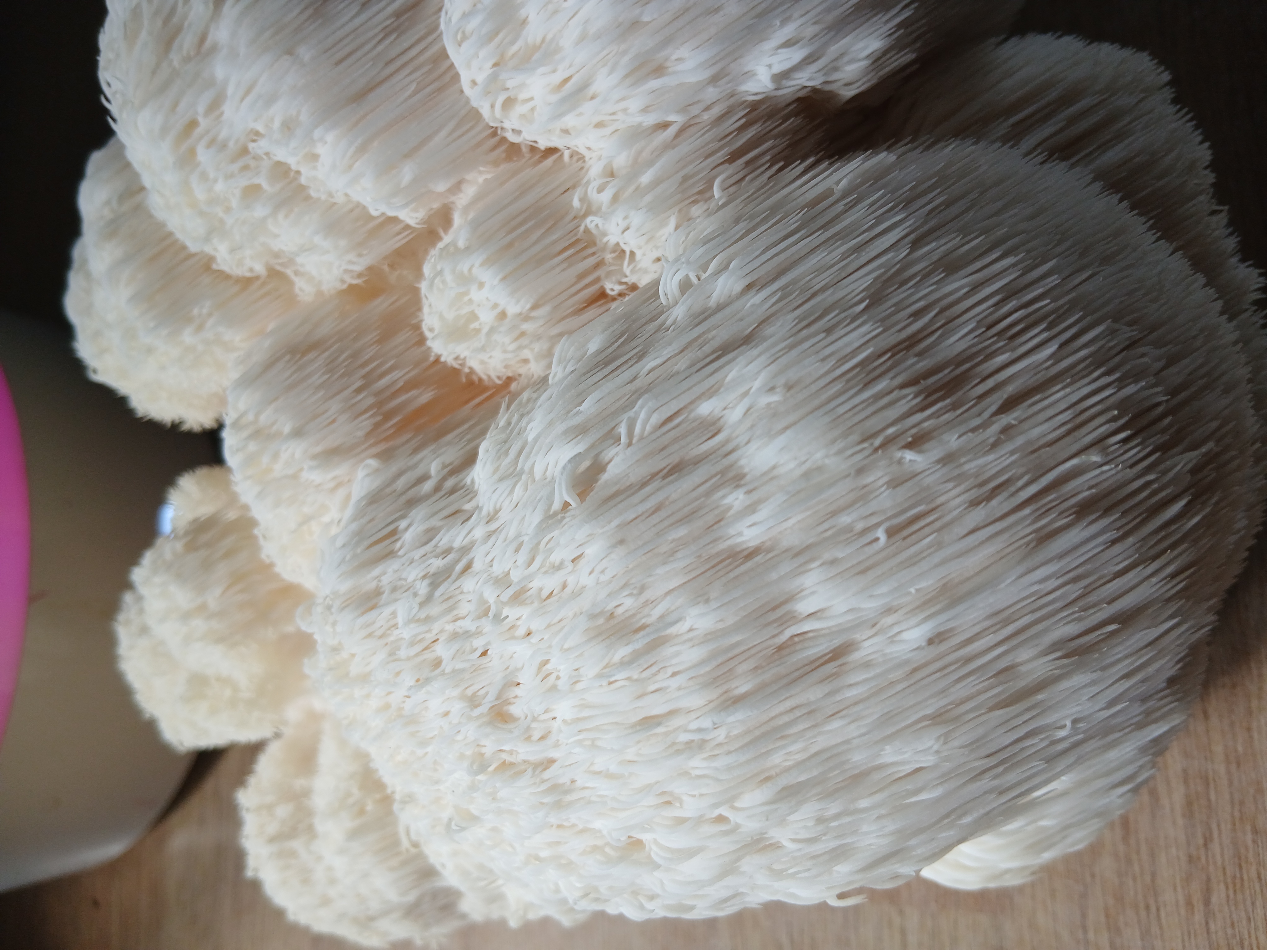 Fresh Lion’s Mane Mushrooms